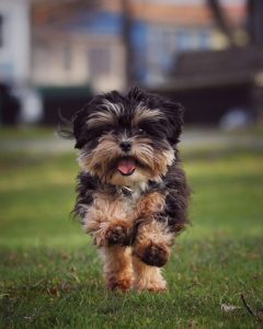 Prince