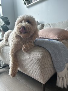 Vino