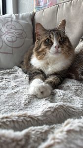 iCat