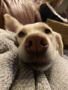 Sir Woof