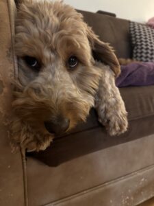 Kona