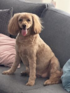 Hazel